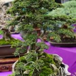 Scopri quando è il momento ideale per la potatura dell'olivo bonsai e garantisci la sua salute e bellezza