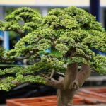 Scopri come trattare il bonsai correttamente con i nostri consigli esperti e ottenere risultati straordinari
