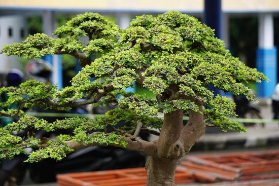 Scopri come trattare il bonsai correttamente con i nostri consigli esperti e ottenere risultati straordinari