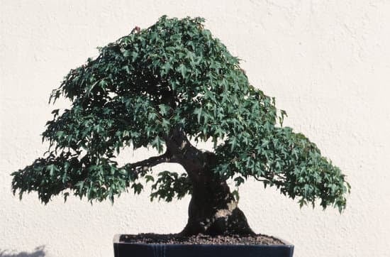 Quando E Come Potare Un Bonsai 9 Suggerimento per potare un bonsai: Segui attentamente le indicazioni specifiche per ogni specie, sfruttando il periodo invernale