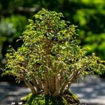 Come Si Pota Il Bonsai Suggerimento per la potatura del bonsai: segui attentamente le tecniche corrette per ottenere una crescita sana e armoniosa