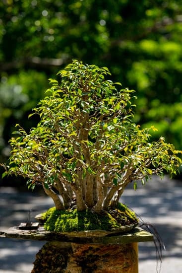 Come Si Pota Il Bonsai 19 Suggerimento per la potatura del bonsai: segui attentamente le tecniche corrette per ottenere una crescita sana e armoniosa