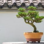 Quante Volte Si Annaffia Un Bonsai Scopri quando e come annaffiare un bonsai, evitando eccessi o carenze di acqua