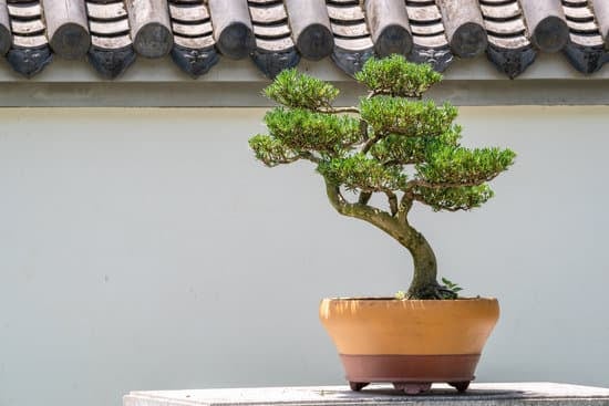 Quante Volte Si Annaffia Un Bonsai 3 Scopri quando e come annaffiare un bonsai, evitando eccessi o carenze di acqua