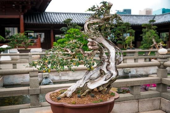Come Fare Bonsai Quercia 1 Come fare bonsai quercia: segui questi semplici passi per coltivare e modellare la tua quercia in miniatura