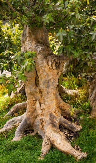 9 modi per capire se il tuo bonsai è secco. Scopri come valutare correttamente la salute delle tue piante
