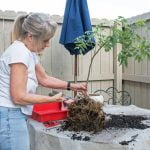 Scopri come realizzare un bonsai in modo semplice e rapido: segui i nostri consigli e crea il tuo piccolo albero in miniatura!