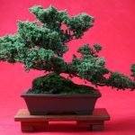 Scopri i luoghi ideali per tenere il tuo bonsai: giardino, terrazzo, balcone o veranda