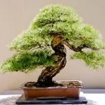 Quante Foglie Può Avere Un Bonsai Medio Scopri quanti fogliami può avere un bonsai medio e impara come mantenerli sani e rigogliosi