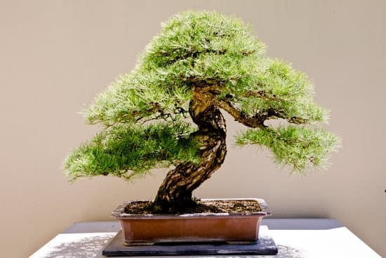Scopri quanti fogliami può avere un bonsai medio e impara come mantenerli sani e rigogliosi