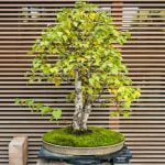Scopri come scegliere un bonsai perfetto per te: consigli pratici per valutare dimensioni, stile e salute del bonsai