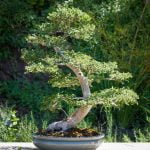 Come Si Coltiva Un Bonsai Scopri come si coltiva un bonsai con passione e pazienza per creare un'opera d'arte in miniatura
