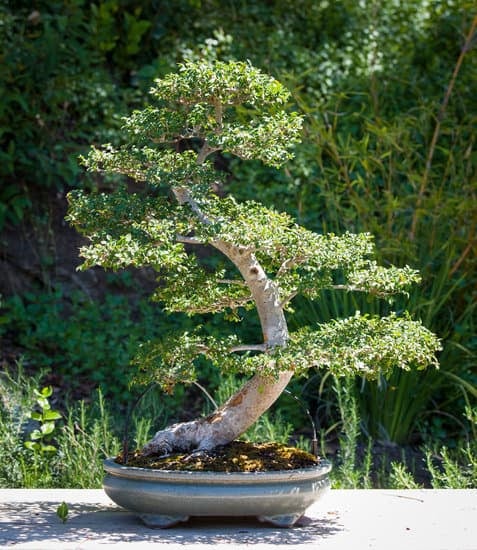 Come Si Coltiva Un Bonsai 1 Scopri come si coltiva un bonsai con passione e pazienza per creare un'opera d'arte in miniatura