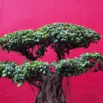 Come Coltivare Un Bonsai Ficus Ginseng Segui queste semplici istruzioni per coltivare un bonsai Ficus Ginseng in modo corretto e gratificante