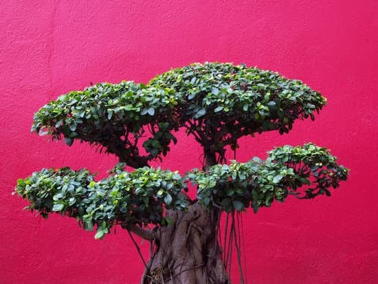 Come Coltivare Un Bonsai Ficus Ginseng 17 Segui queste semplici istruzioni per coltivare un bonsai Ficus Ginseng in modo corretto e gratificante
