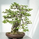 Scopri i migliori libri e risorse per appassionati di bonsai e avvicinati al mondo di questa affascinante arte