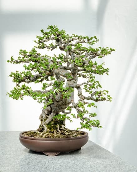 bonsai 2131
