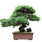 Come Fare Un Bonsai Da Zero Scopri come fare un bonsai da zero seguendo passo dopo passo questa guida completa e dettagliata