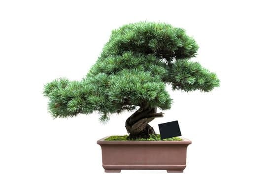 Scopri come fare un bonsai da zero seguendo passo dopo passo questa guida completa e dettagliata