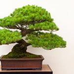 Impara le tecniche di cura e coltivazione dei bonsai tropicali per garantire la loro prosperità nel tuo giardino