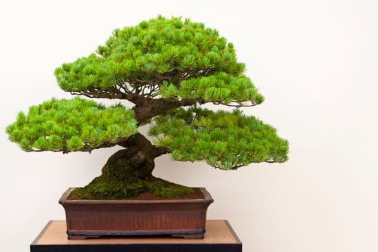 bonsai 2149