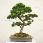 Come Fare Bonsai Di Pino Segui questi semplici passi per imparare come fare un bonsai di pino: scelta della pianta, potatura accurata, gestione dell'umidità e cura delle radici