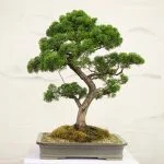 Segui questi semplici passi per imparare come fare un bonsai di pino: scelta della pianta, potatura accurata, gestione dell'umidità e cura delle radici