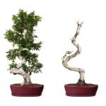 Come Creare Un Bonsai Di Acero Crea un bellissimo bonsai di acero seguendo semplici passaggi e goditi una nuova forma d'arte naturale
