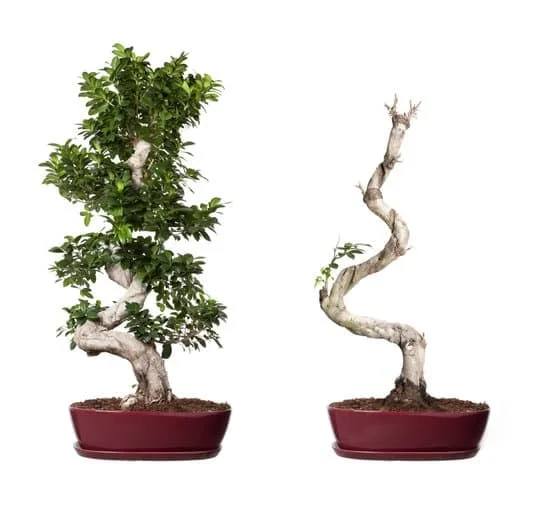 Crea un bellissimo bonsai di acero seguendo semplici passaggi e goditi una nuova forma d'arte naturale