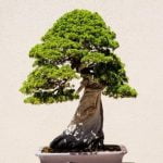 Fili bonsai: il segreto per legare e dare forma ai tuoi alberi in miniatura