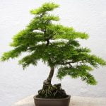 Come Si Scrive Bonsai Impara come si scrive bonsai correttamente seguendo una guida pratica dedicata a questa arte millenaria