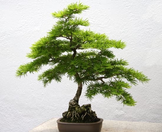 Come Si Scrive Bonsai 1 Impara come si scrive bonsai correttamente seguendo una guida pratica dedicata a questa arte millenaria