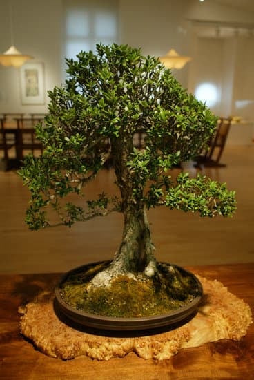 Scopri adesso a che età e vecchio un bonsai e impara come prendertene cura adeguatamente!