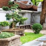 Come Impostare Un Bonsai Scopri come impostare un bonsai con successo seguendo semplici e pratici consigli per coltivare questa affascinante pianta