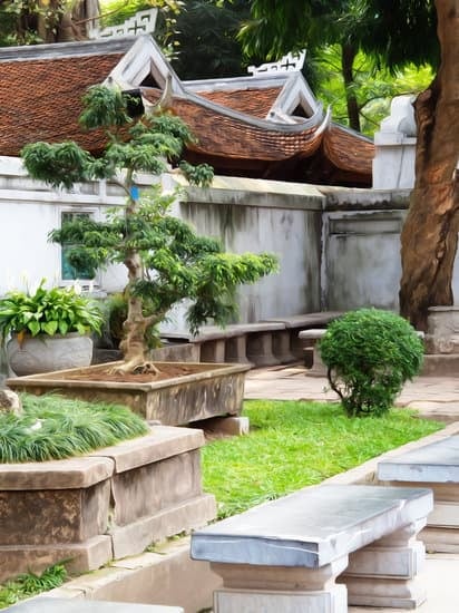 Come Impostare Un Bonsai 11 Scopri come impostare un bonsai con successo seguendo semplici e pratici consigli per coltivare questa affascinante pianta