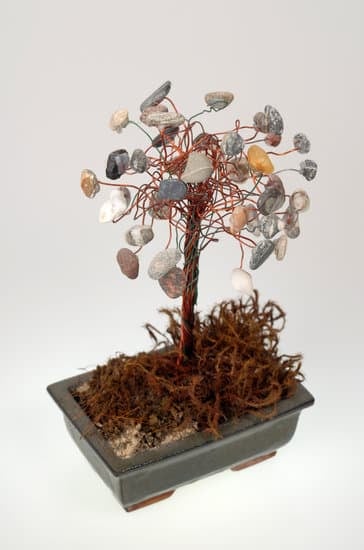 Che Significa Regalare Una Pianta.Di Bonsai 13 Scopri il significato di regalare un bonsai, un gesto che simboleggia cura e prosperità
