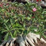 Scopri i segreti su come curare i bonsai ficus e mantenere la loro bellezza e vitalità