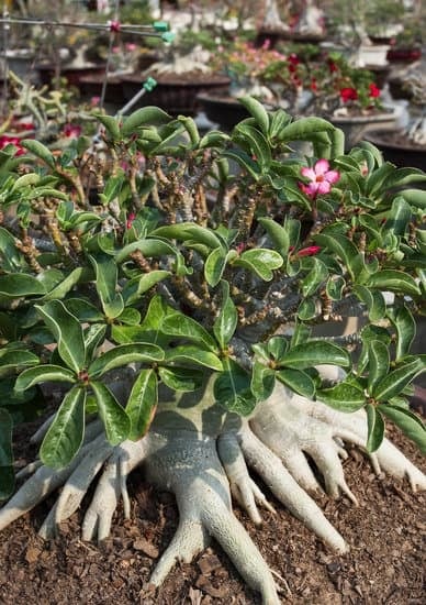 Come Curare I Bonsai Ficus 15 Scopri i segreti su come curare i bonsai ficus e mantenere la loro bellezza e vitalità