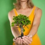Segui questi passaggi per scoprire come fare un bonsai di cipresso: seleziona un giovane cipresso, crea la forma desiderata, e cura costantemente il bonsai