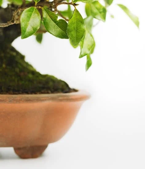 Come innaffiare un bonsai Ficus Ginseng: evita l'esposizione al sole diretto, mantieni il terreno umido ma non bagnato
