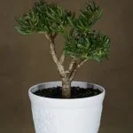 Come Salvare Un Bonsai Che Si Sta Seccando Recupera un bonsai seccante: innaffia bene, posiziona in ambiente umido e riduci l'esposizione solare