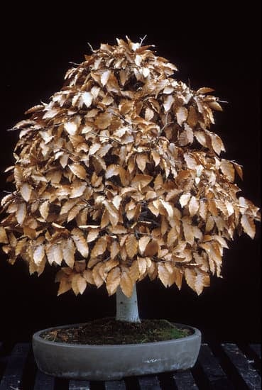 Quanti Tipi Di Bonsai Esistono 1 Scopri la vasta varietà di bonsai: differenze di stile, dimensioni e specie, tutto ciò che devi sapere sui diversi tipi di bonsai