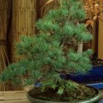 Come Si Crea Un Bonsai Svela i segreti su come creare un bonsai con successo grazie ai nostri utili consigli pratici