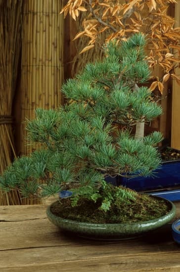 Come Si Crea Un Bonsai 1 Svela i segreti su come creare un bonsai con successo grazie ai nostri utili consigli pratici