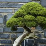 Quanta Acqua Bonsai Suggerimento: Scopri quanto sia importante l'acqua per il bonsai e come garantire la giusta quantità