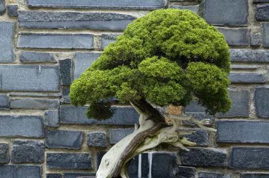 Suggerimento: Scopri quanto sia importante l'acqua per il bonsai e come garantire la giusta quantità