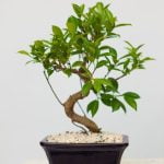 Scopri il significato esatto della parola giapponese bonsai: un'albero miniaturo coltivato in vaso per rappresentare la natura in miniatura