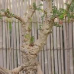 Cosa significa in giapponese bonsai? Scopri il significato di bonsai nella cultura giapponese e la sua storia millenaria