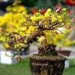 Scopri come curare il tuo bonsai ficus ginseng con semplici e efficaci metodi di cura