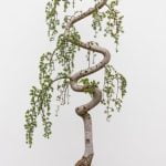 Le regole fondamentali su come coltivare un bonsai: attenzione all'irrigazione, alla potatura e alla scelta del terreno